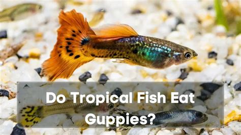 Are Guppies Tropical Fish? Are Guppies Hardy too? - Guppy Fish Care