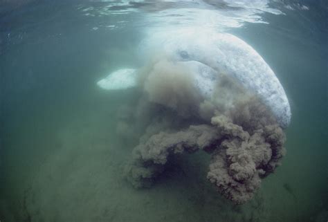 Gray Whale Filter Feeding Tofino Photograph by Flip Nicklin