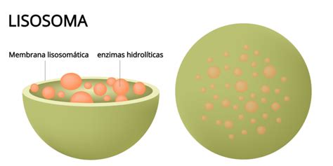 Lisosomas Características Tipos Funciones Y Composición