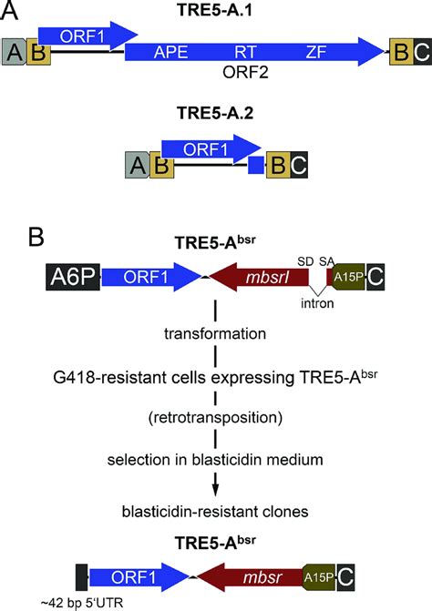 Structures Of Natural Tre A Elements And The Cloned Tre A Bsr A