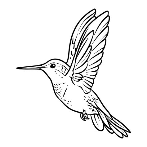 Premium Vector Hand Drawn Hummingbird Outline Illustration