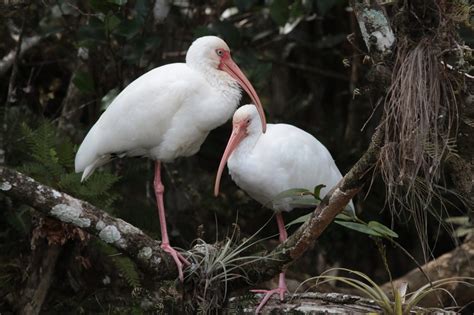 Ibis Symbolism & Meaning (+Totem, Spirit, & Omens) | World Birds