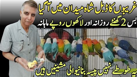 How To Start Birds Business In Pakistan How To Earn Money With Birds