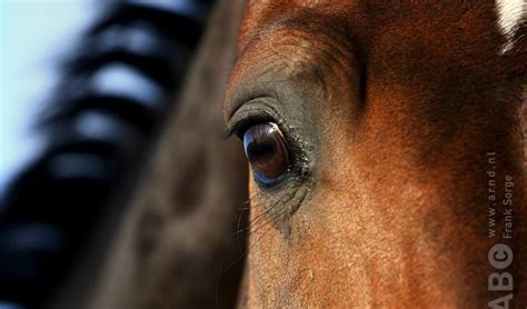 Wanneer Is Het Tijd Om Afscheid Te Nemen Van Je Paard Bit Cap