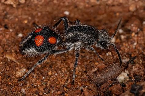 How Bad Is A Velvet Ant Sting All About Wildlife