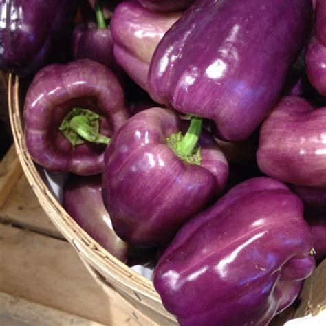 purple beauty sweet bell pepper seeds monarch milkweed seeds