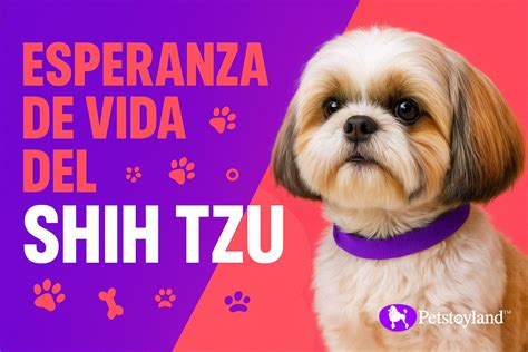 Esperanza de Vida del Shih Tzu. Cuánto Vive esta Raza Pequeña