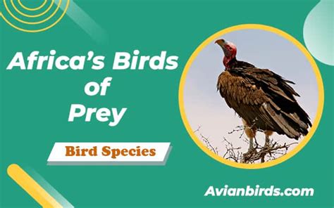 Africa’s Birds Of Prey With Pictures And Facts Avian Birds