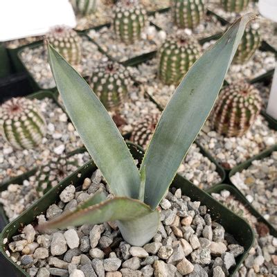 Blue agave 'Tequila Plant' - Agave Tequilana - Buy Online at Planet Desert