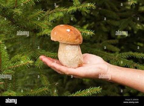 Harvesting Mushrooms Fresh Edible Mushroom Porcini Boletus Edulis In