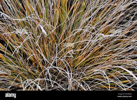 Ornamental grass frost hi-res stock photography and images - Alamy