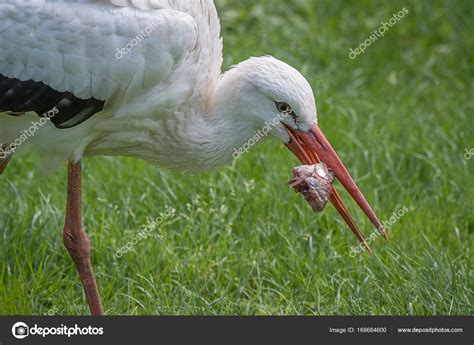 White stork feeding — Stock Photo © alan_tunnicliffe@yahoo.co.uk #168684600