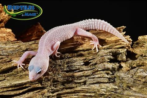 Leopard Gecko Care Sheet Reptiles By Mack