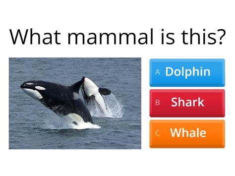whales quiz