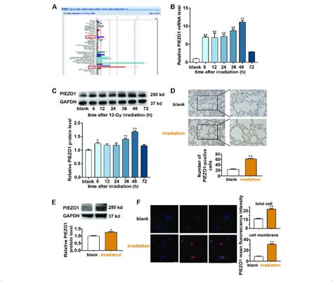 Piezo1 Expression Was Upregulated After Irradiation Ir A Biogps Download Scientific