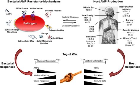 Figure 1 From Host Antimicrobial Peptides In Bacterial Homeostasis And