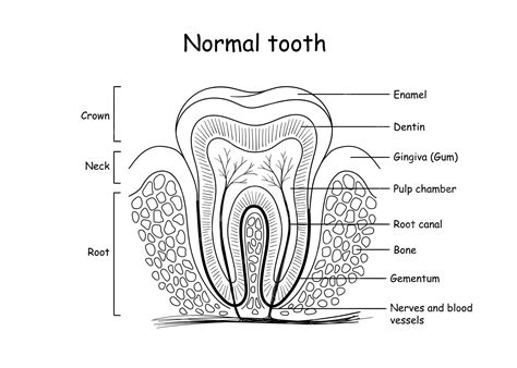 Premium Vector Tooth Anatomy Medically Accurate Illustration