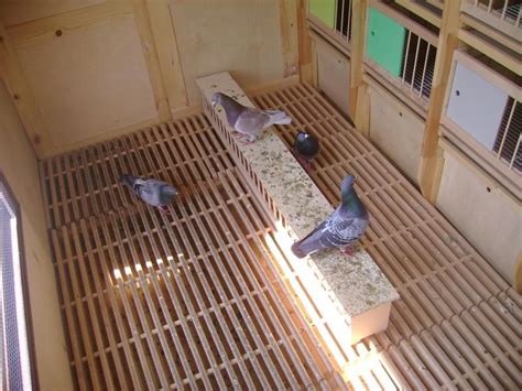 Palomar Pigeon Loft Design Racing Pigeons Coop Farm Construction