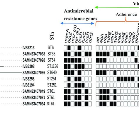 Phylogenetic Analysis Antimicrobial Resistance And Virulence Encoding