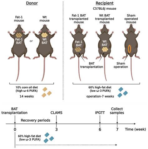 Ijms Free Full Text Transplantation Of Brown Adipose Tissue With