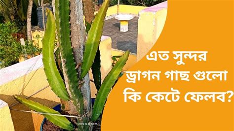 ড্রাগন দ্রুত গ্রোথ আর অধিক ফলন পেতে গাছের এই শাখা গুলো রাখবেন না কেটে