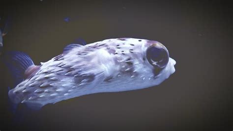 Premium Photo | Close-up of puffer fish in aquarium