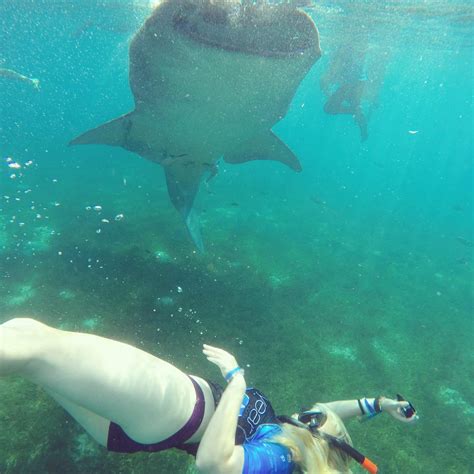 Oslob Whale Shark Snorkelling Tour - A Guide - Where Is Tara?