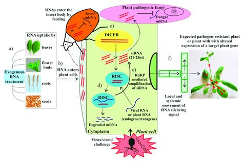 Schematic representation of exogenous RNA applications for RNA ...
