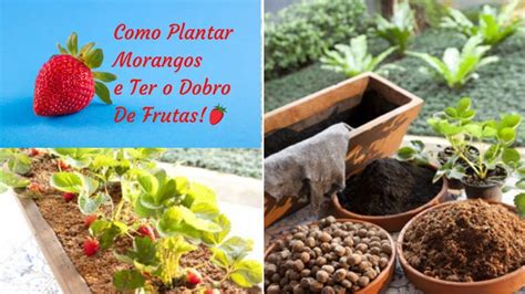 Passo A Passo Como Cultivar Morangos Como Cultivar Morangos Como