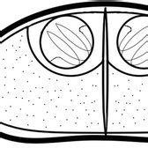 Photomicrographs Of Fresh Spores Of Ceratomyxa Azevedoi Sp N From The