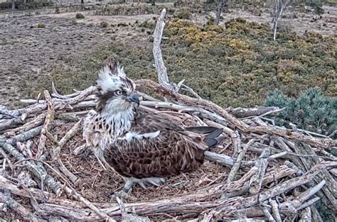 Viewers Gripped As Poole Harbour Osprey Returns To Webcam Nest