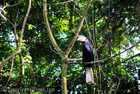 Palawan Talking Mynah At Palawan Wildlife Rescue And Conse Flickr