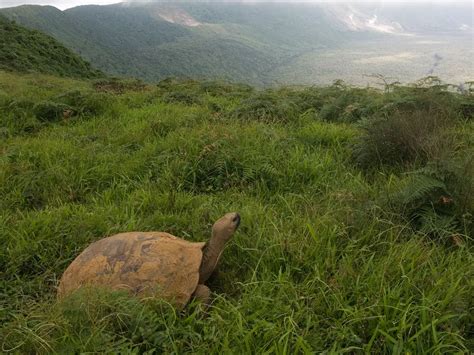 Galápagos Giant Tortoises Are Ecosystem Engineers Smithsonian