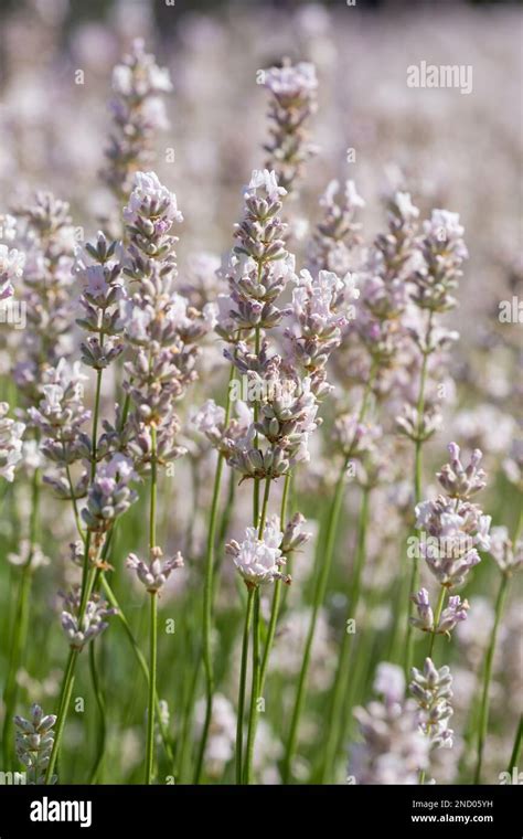 Lavandula Angustifolia Nana Alba Dwarf White English Lavender