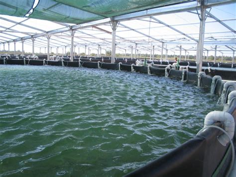 A Vegetable Fish Farming System That Is Truly Green Aquaculture Magazine