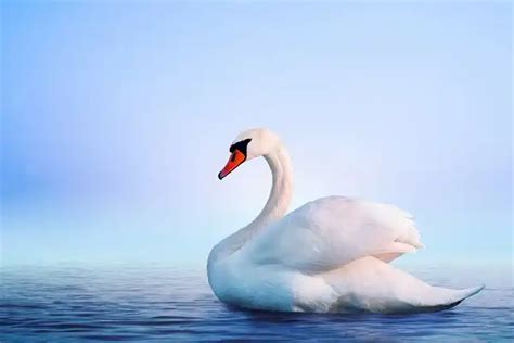 Swan - Facts, Size, Diet, Pictures - All Animal Facts