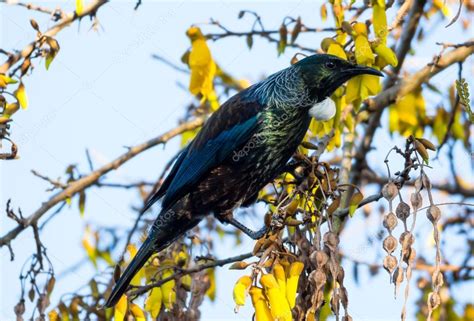 Tui Bird — Stock Photo © rghenry #53347113