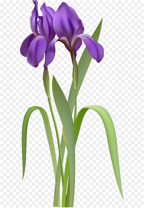 Iris Flower PNG HD Transparent Iris Flower HD.PNG Images. | PlusPNG