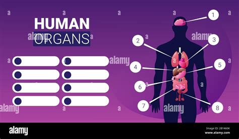 Infografisches Poster zur Körperstruktur des Menschen mit männlichen