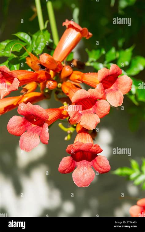 Trumpet Vine Flowers Campsis Radicans Stock Photo Alamy