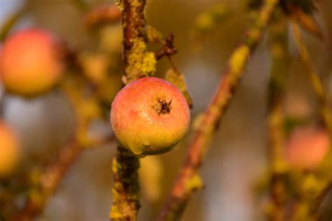 Kostenlose Foto Baum Natur Ast Bl Hen Frucht Sonnenlicht Blatt