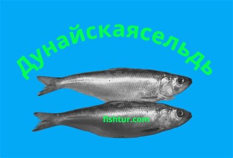 Рыба Дунайка: дунайская селедка 🐟💦