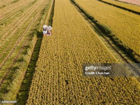 2,035 Rice Harvest Festival Stock Photos, High-Res Pictures, and Images - Getty Images