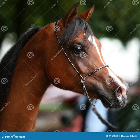 Arabian horse portrait stock photo. Image of thoroughbred - 1955538