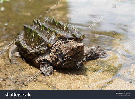 501 Small Snapping Turtle Images, Stock Photos & Vectors | Shutterstock