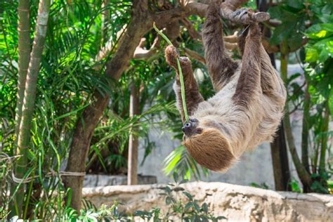 What Do Sloths Eat? Interesting Facts | Pet Keen