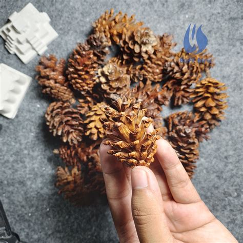 Jual Buah Bunga Biji Pinus Mekar Kering Pine Cone Hiasan Seserahan