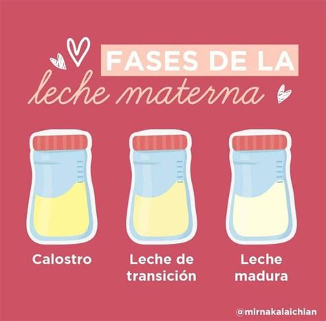 Composici N De La Leche Materna Y Sus Etapas By Betzabe Mel Ndez