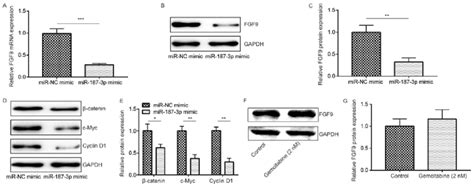 Mir P Negatively Regulated Fgf Expression And The Wnt Signaling