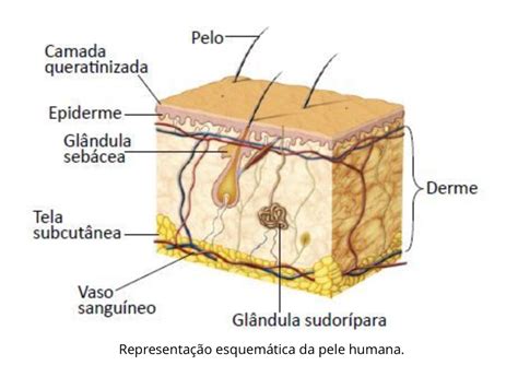 Pele E Anexos Histologia Interativa